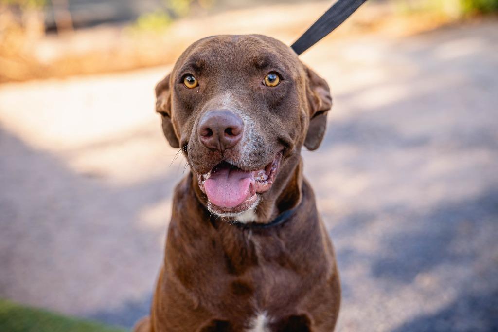 Enlarge Canela, a Adoptable Chocolate Labrador Retriever in Anacortes, WA image 5/6