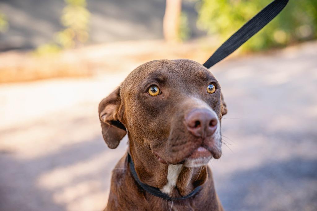 Enlarge Canela, a Adoptable Chocolate Labrador Retriever in Anacortes, WA image 3/6