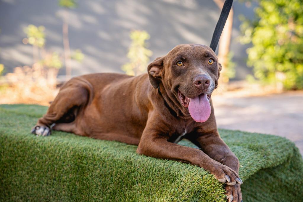 Canela, a Adoptable Chocolate Labrador Retriever in Anacortes, WA image 4/6