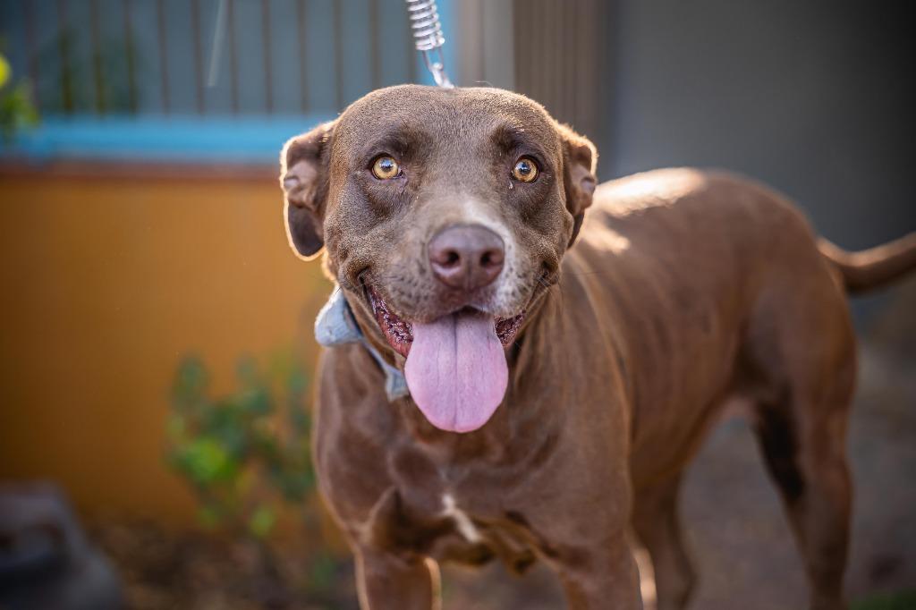 Canela, a Adoptable Chocolate Labrador Retriever in Anacortes, WA image 3/6