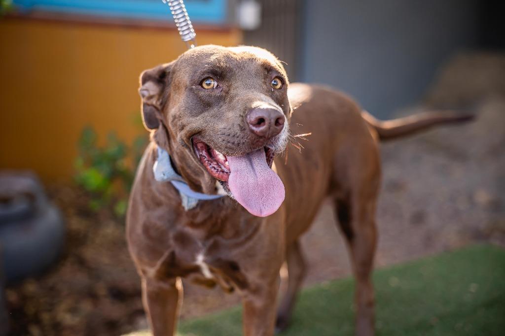 Canela, a Adoptable Chocolate Labrador Retriever in Anacortes, WA image 4/6