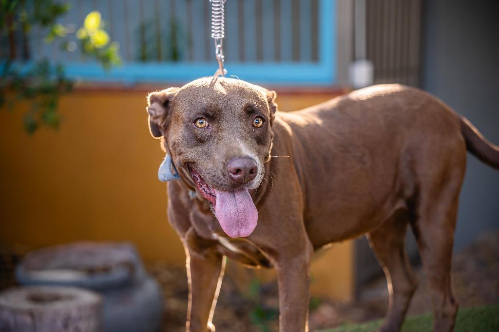 Canela, a Adoptable Chocolate Labrador Retriever in Anacortes, WA image 5/6