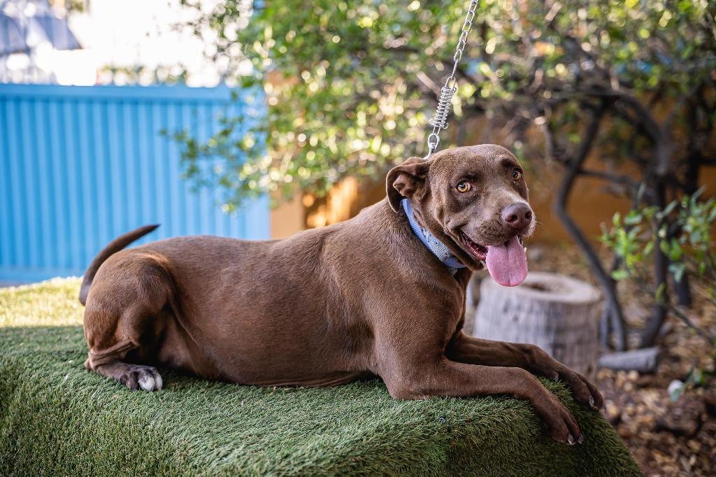 Canela, a Adoptable Chocolate Labrador Retriever in Anacortes, WA image 6/6