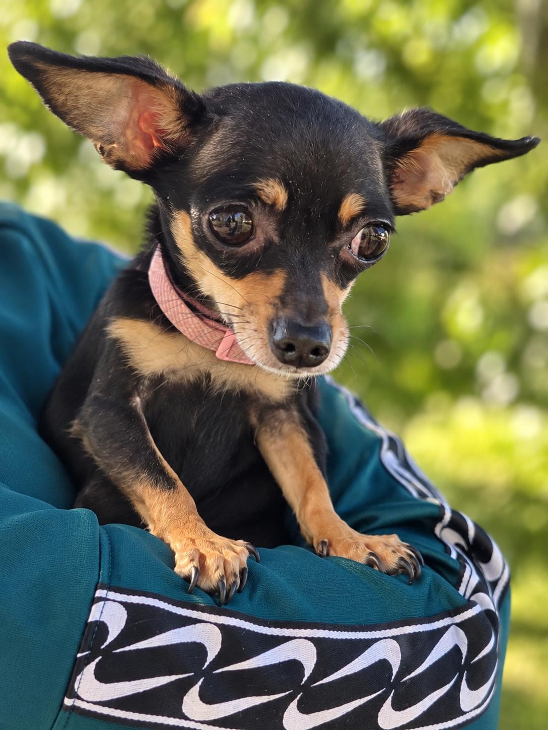 Enlarge Daisy, a Adoptable Chihuahua in Mount Prospect, IL image 2/5