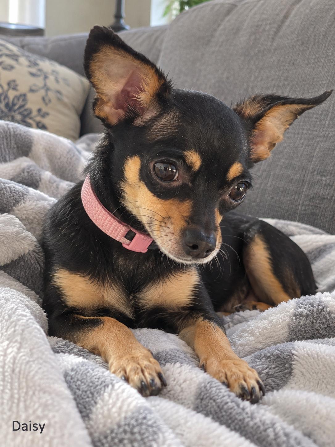 Enlarge Daisy, a Adoptable Chihuahua in Mount Prospect, IL image 3/5