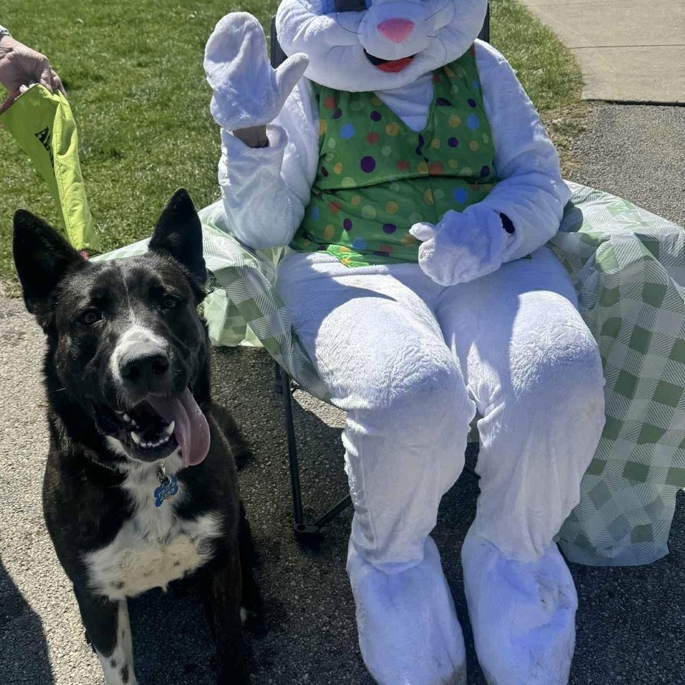 Ernie, Adoptable, Adult Male Labrador Retriever & Shepherd.