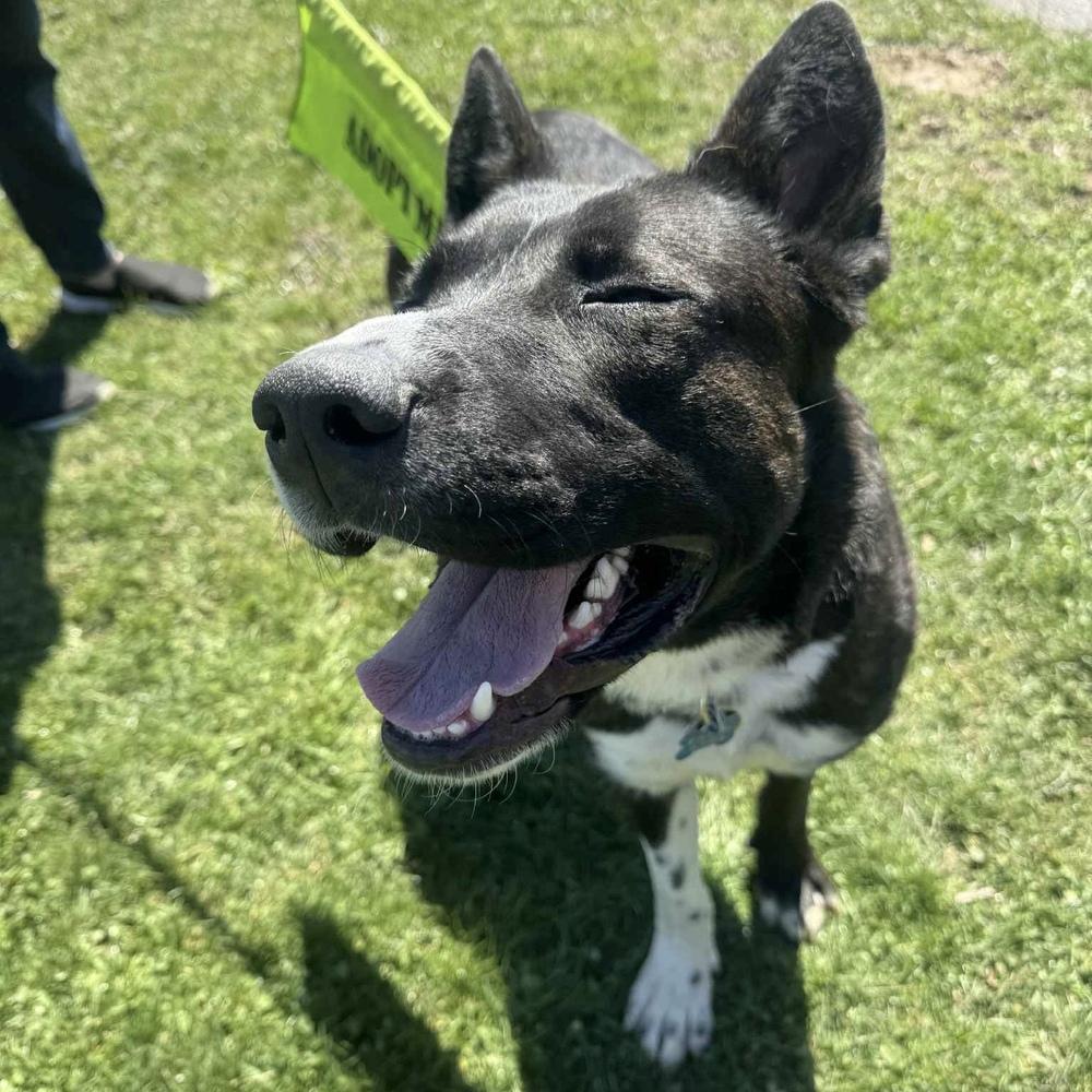 Ernie, Adoptable, Adult Male Labrador Retriever & Shepherd.