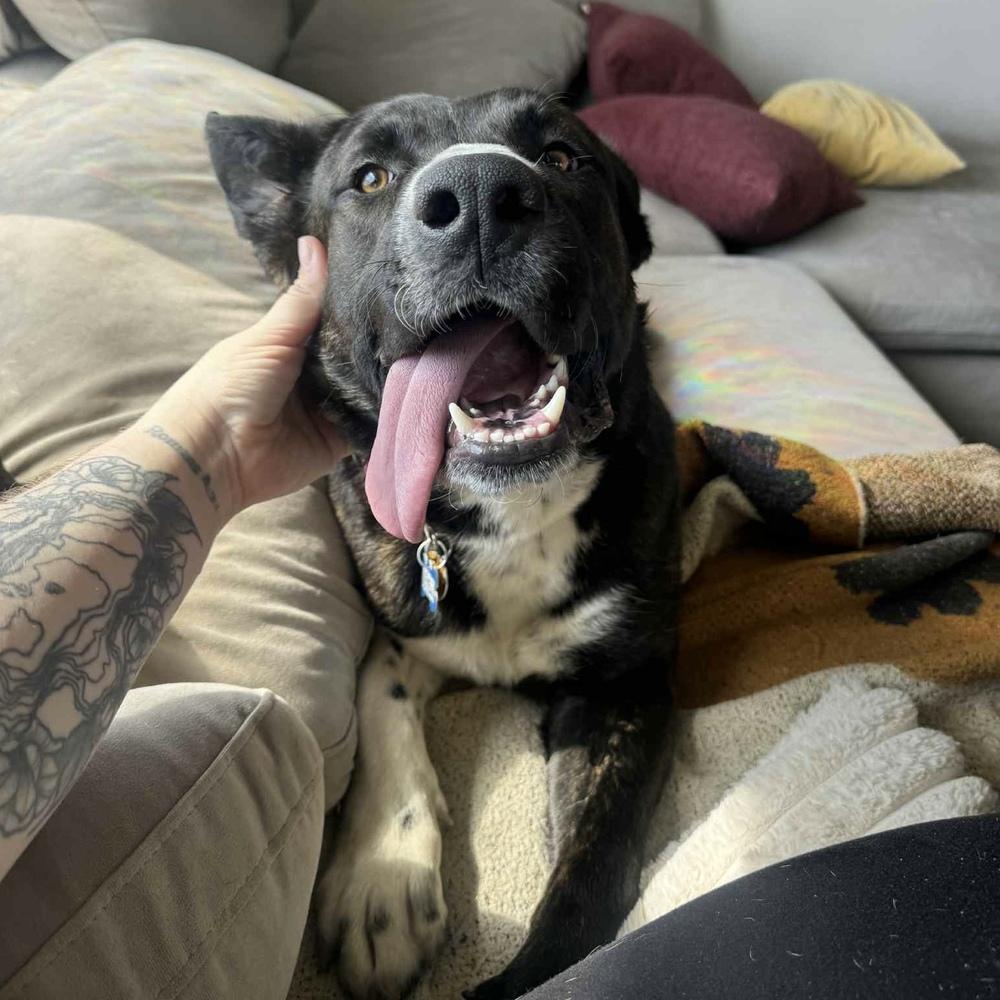 Enlarge Ernie, a Adoptable mixed breed in New Albany, OH image 4/6