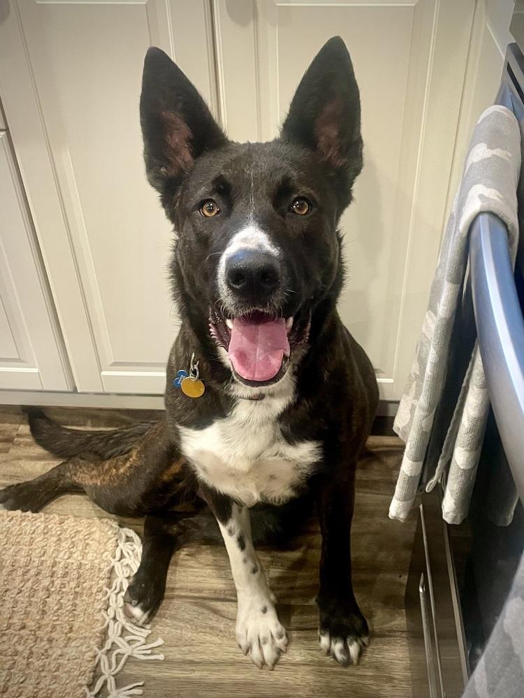 Enlarge Ernie, a Adoptable mixed breed in New Albany, OH image 5/6