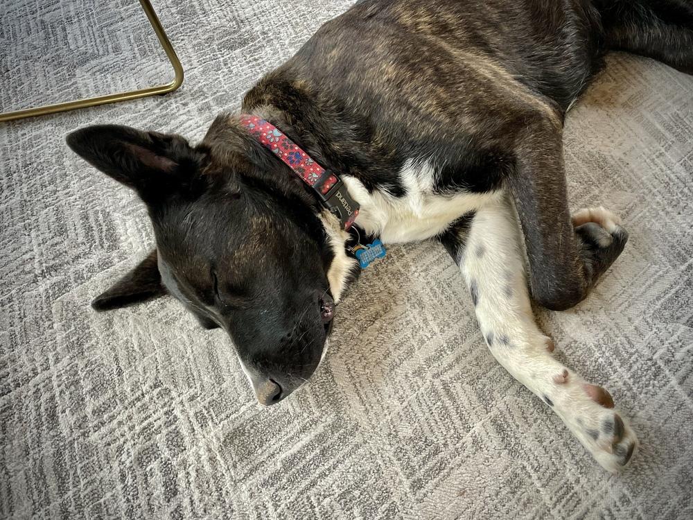 Ernie, a Adoptable mixed breed in New Albany, OH image 4/6