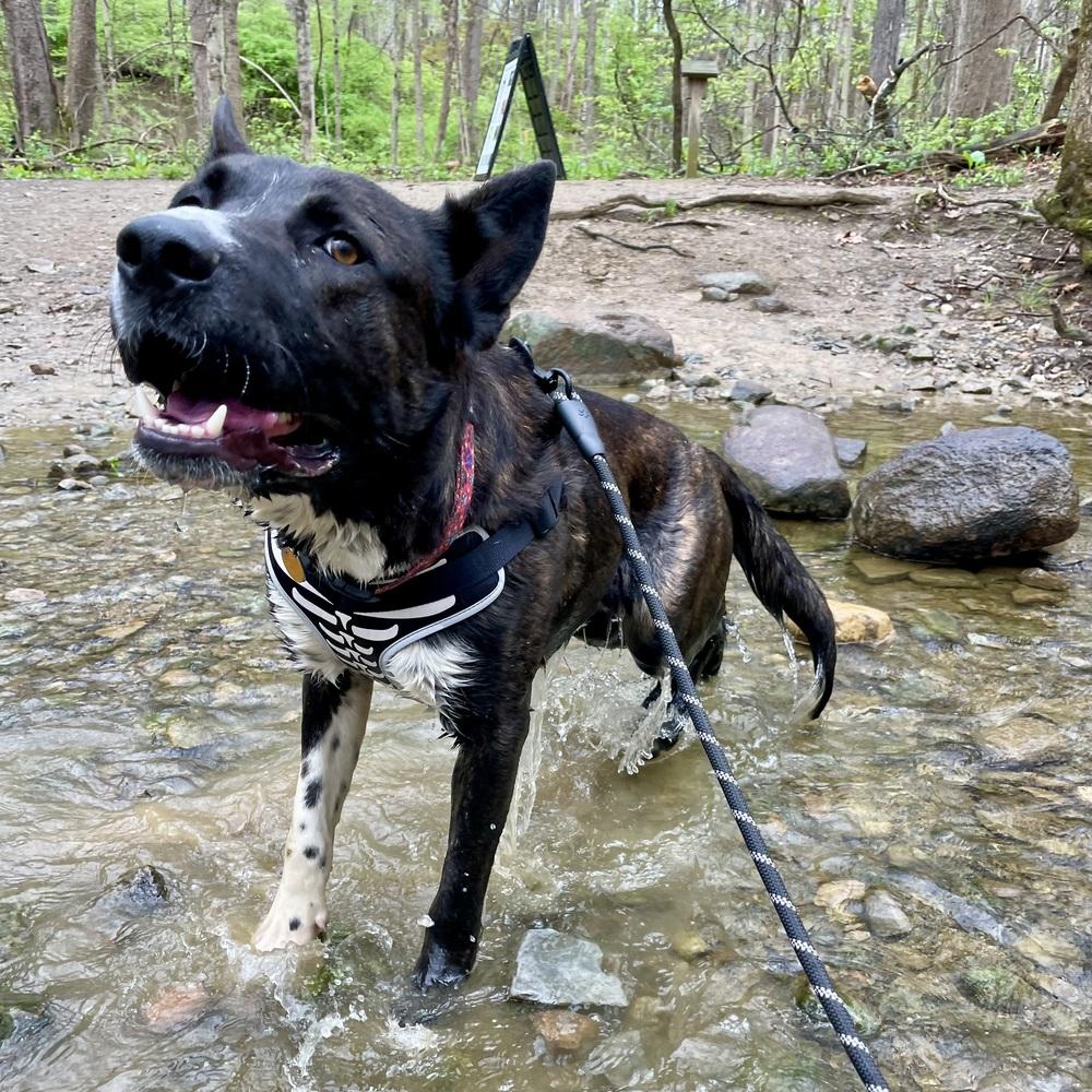 Ernie, a Adoptable mixed breed in New Albany, OH image 5/6