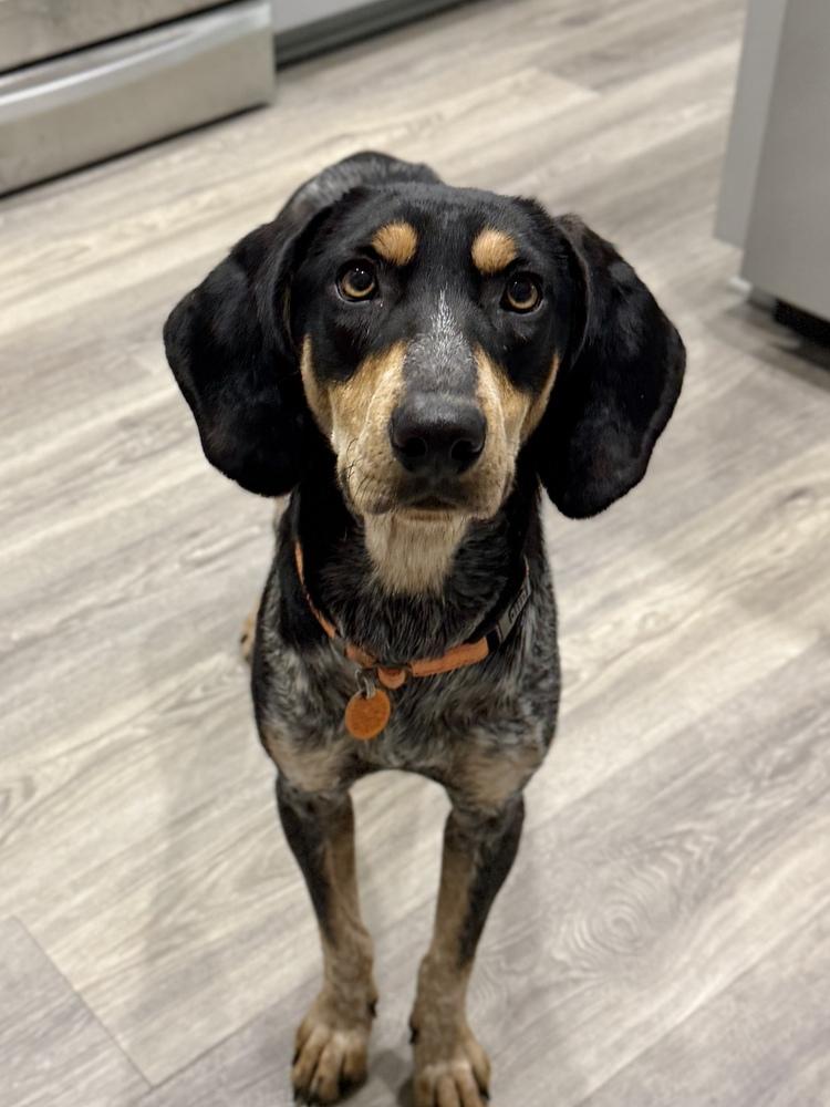 Skeeter, Adoptable, Adult Male Bluetick Coonhound.