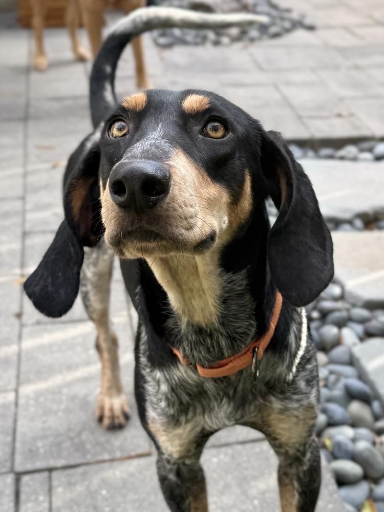 Enlarge Skeeter, a Adoptable Bluetick Coonhound in Charleston, SC image 2/6