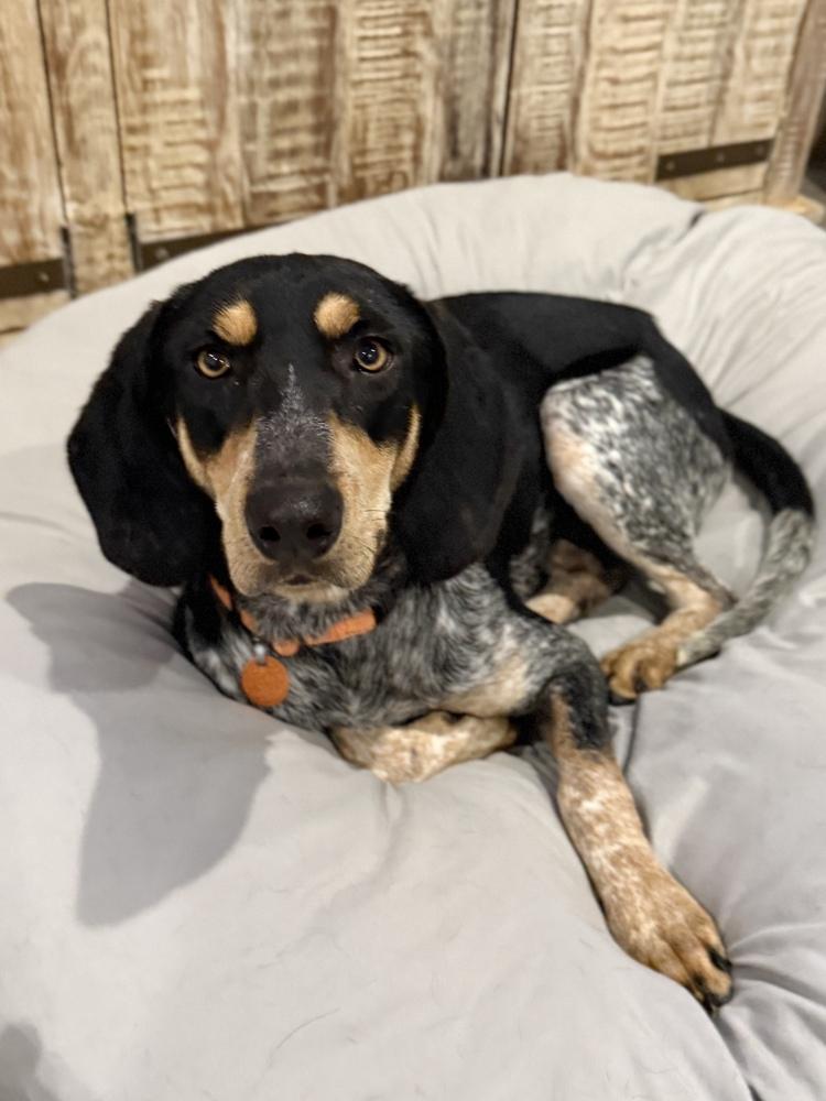 Enlarge Skeeter, a Adoptable Bluetick Coonhound in Charleston, SC image 3/6