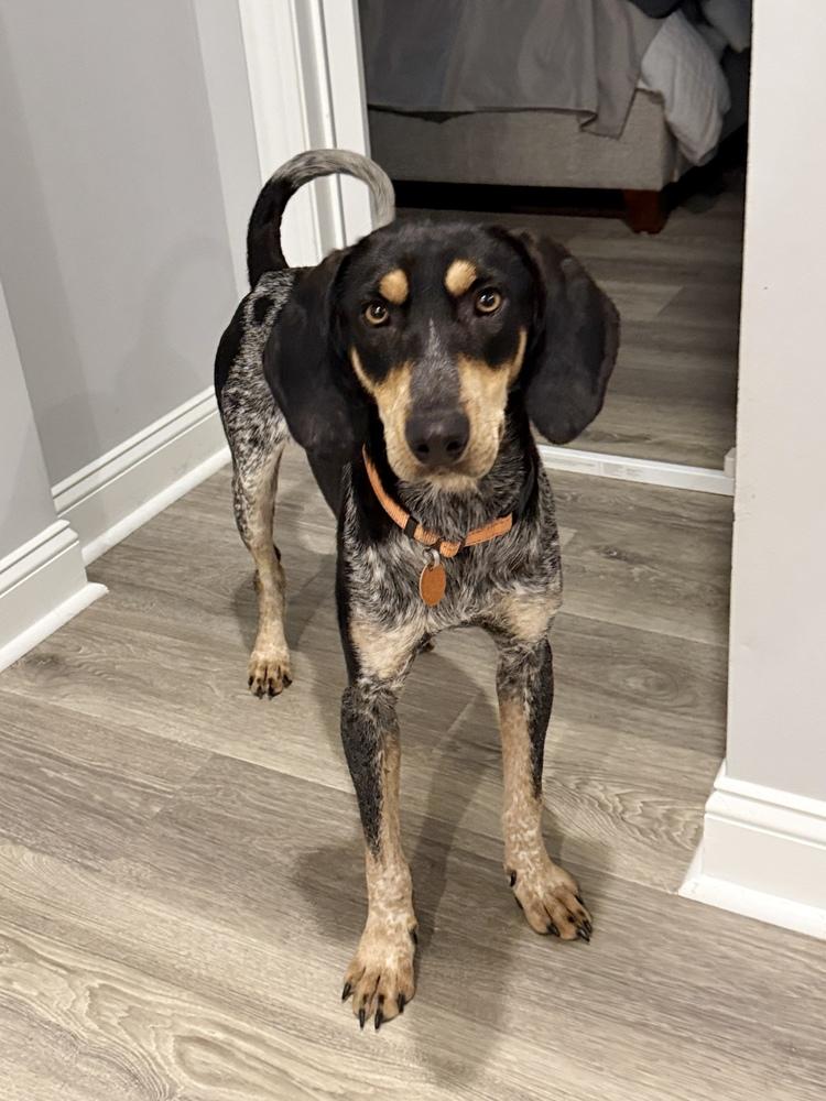 Enlarge Skeeter, a Adoptable Bluetick Coonhound in Charleston, SC image 4/6