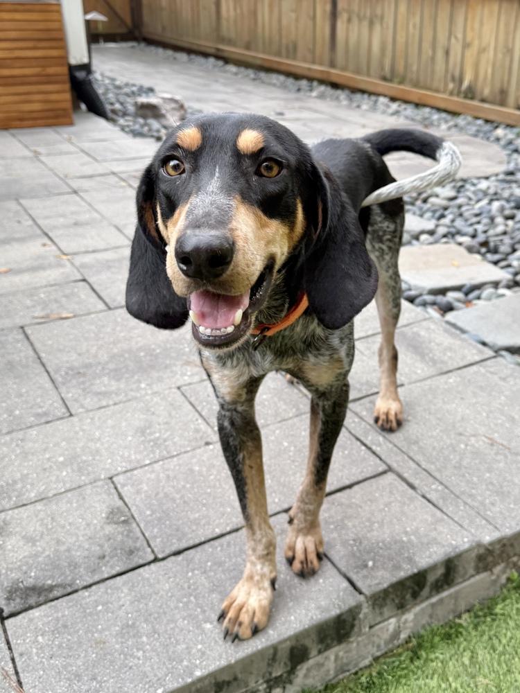Enlarge Skeeter, a Adoptable Bluetick Coonhound in Charleston, SC image 5/6