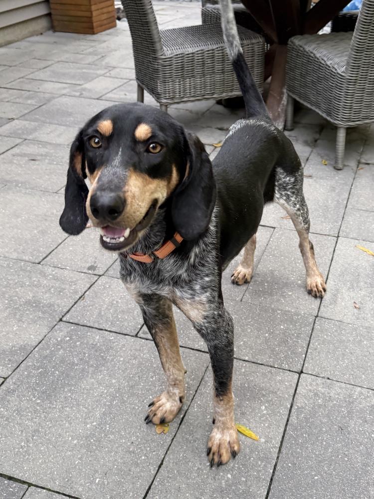 Enlarge Skeeter, a Adoptable Bluetick Coonhound in Charleston, SC image 6/6