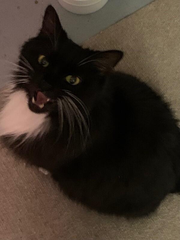 Lily — thumbnail 2