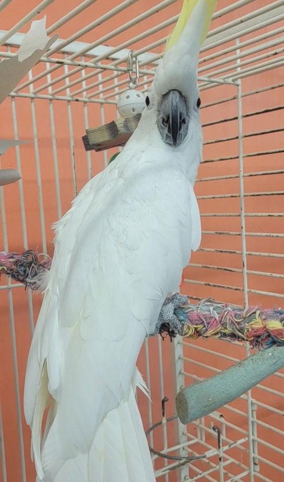 Houdini, Adoptable, Adult Male Cockatoo.