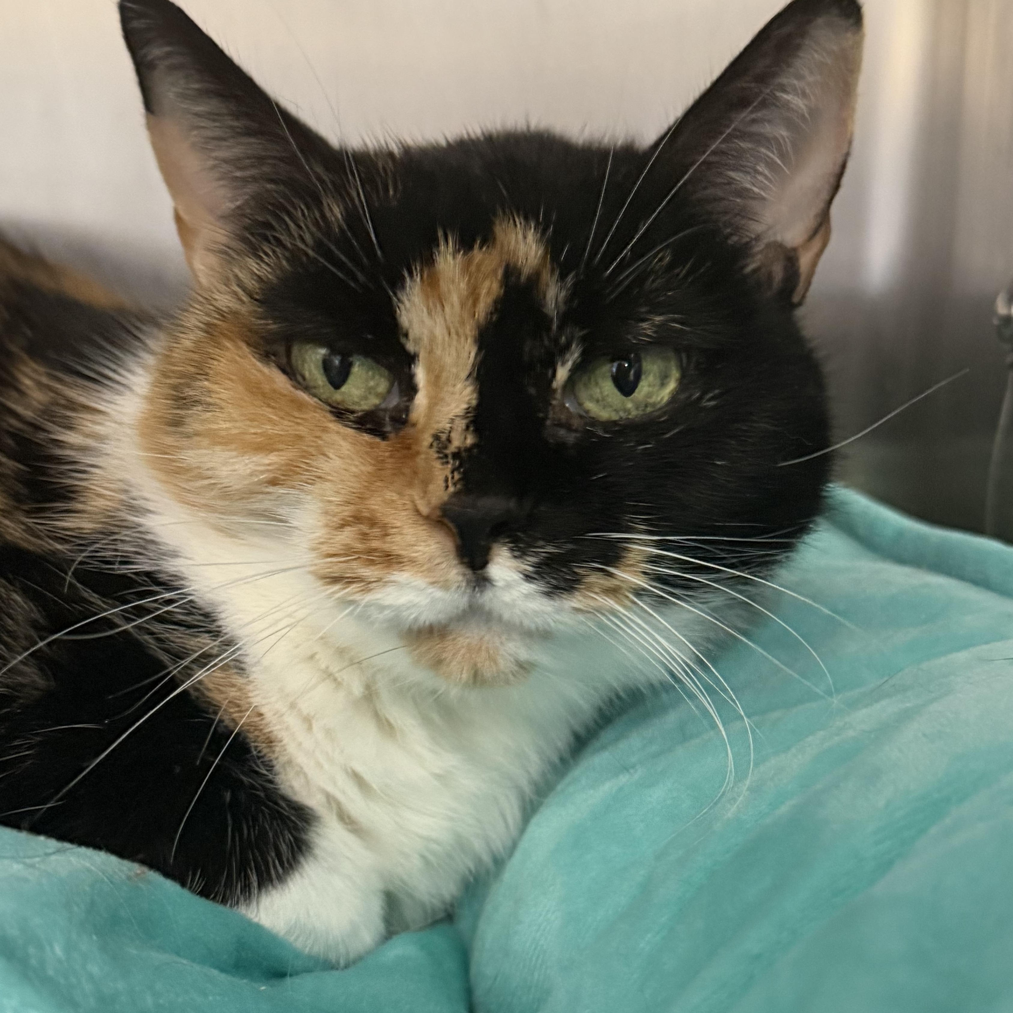 Bows, adopted, Senior Female Calico.