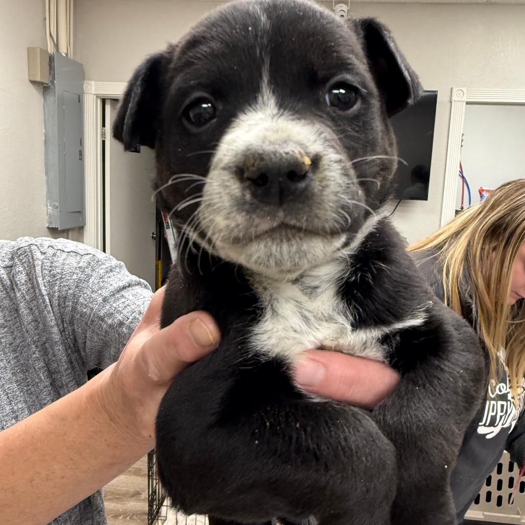 99 (2026) Olive, Adoptable, Puppy Female Shepherd & Cattle Dog.