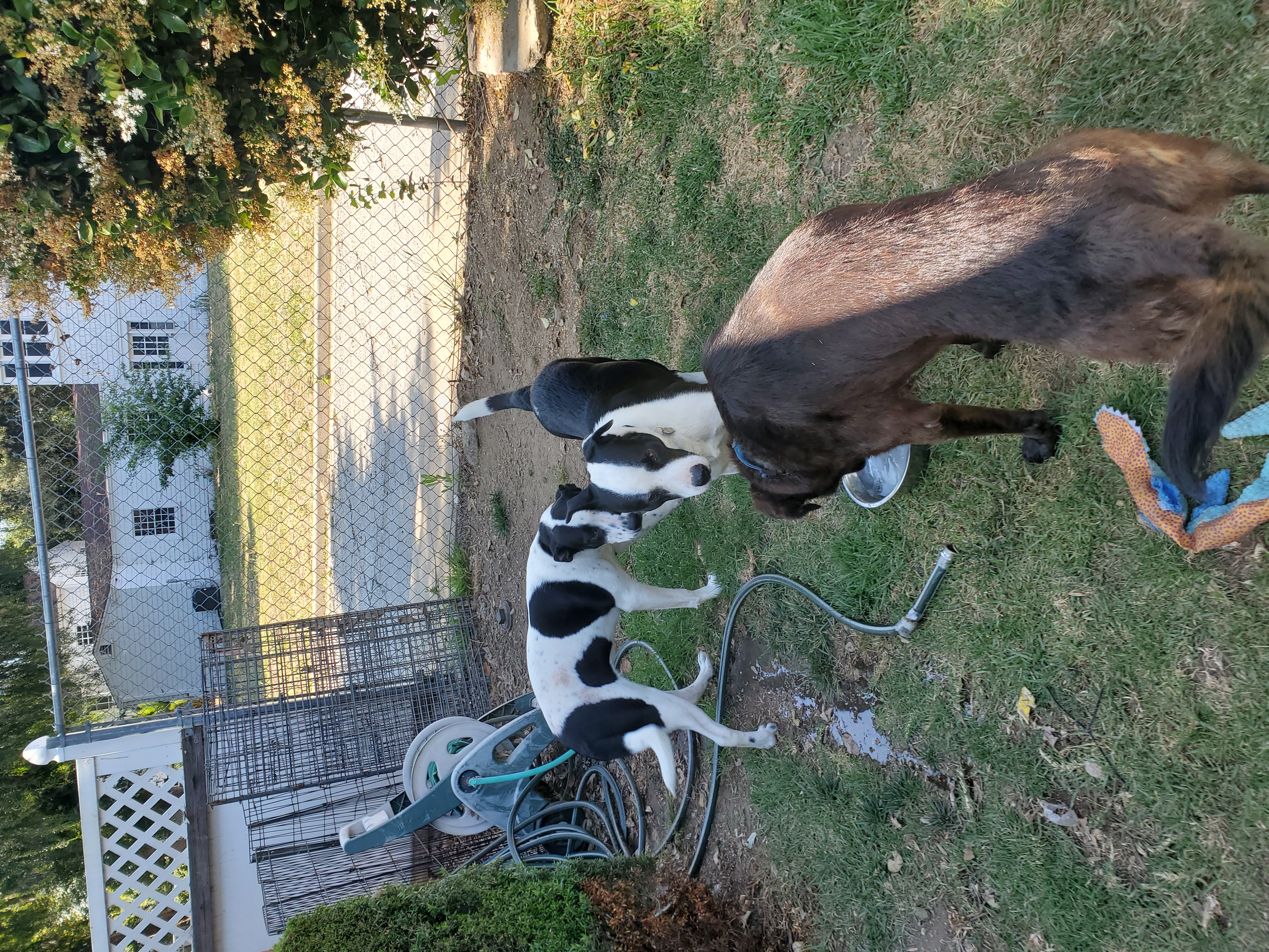Sweet Annabelle, an adoptable Dalmatian, Border Collie in Manhattan Beach, CA, 90267 | Photo Image 2