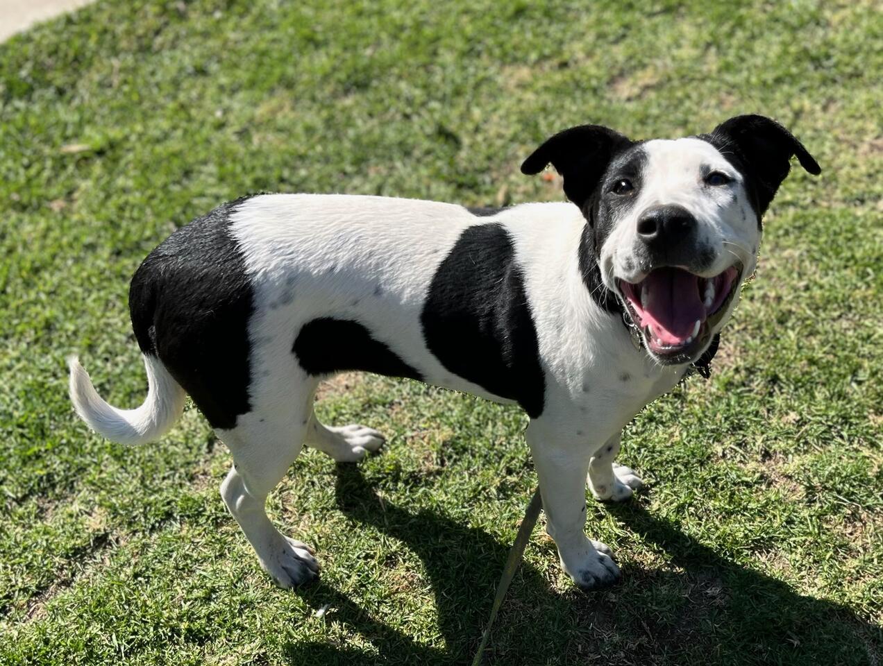 Sweet Annabelle, Young Female Dalmatian