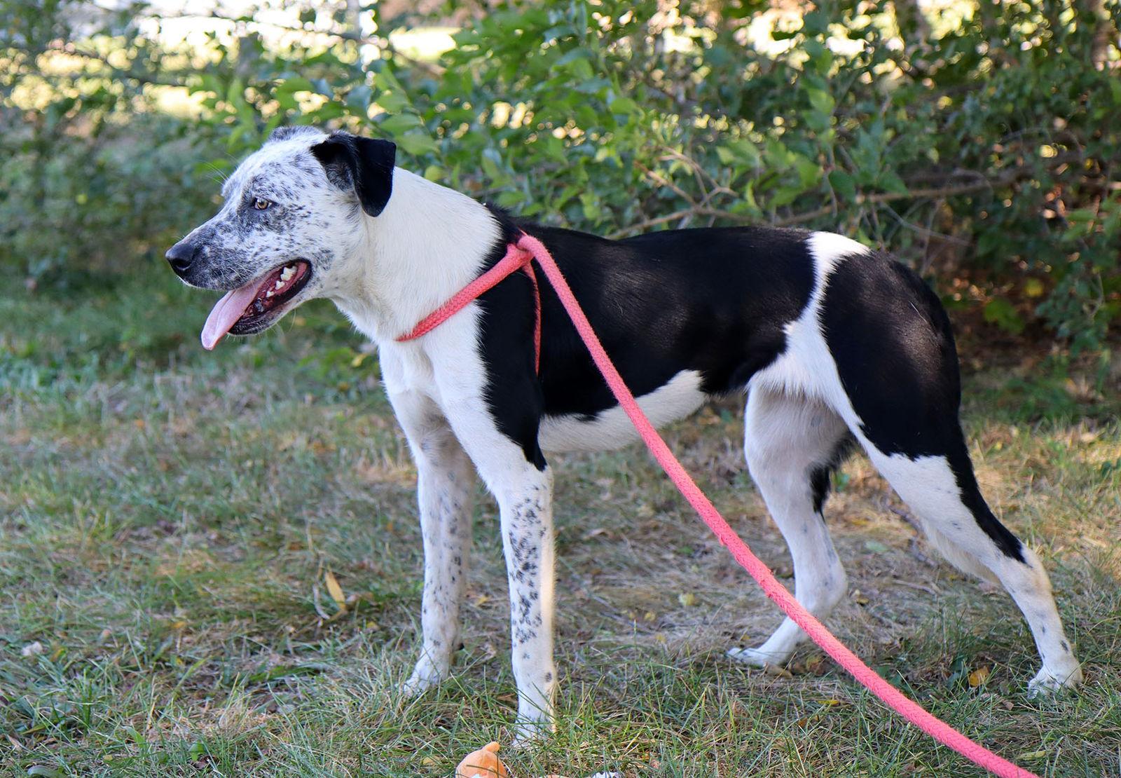 Enlarge Stevie Dee, a Adoptable mixed breed in Kansas City, MO image 1/3
