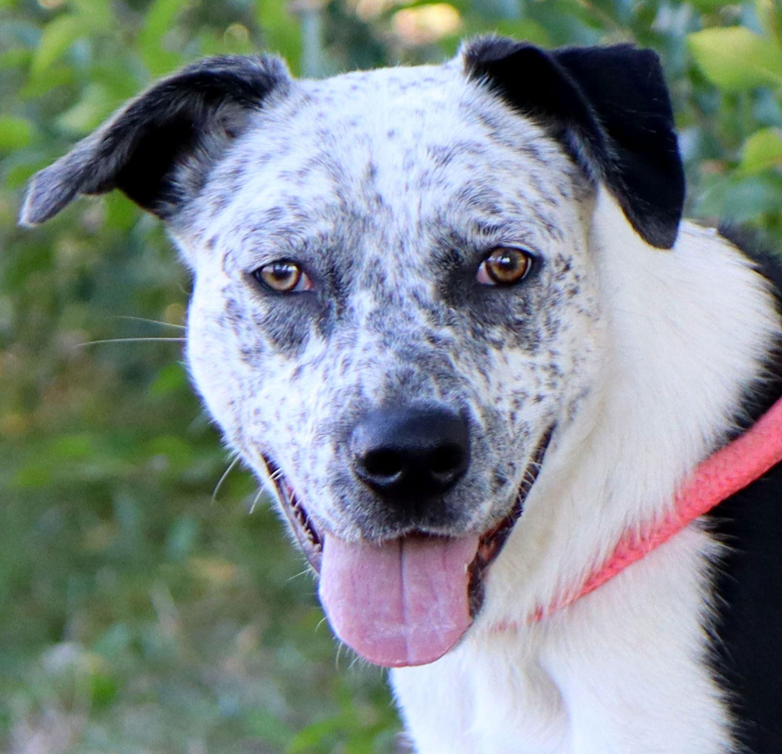 Stevie Dee, Adoptable, Young Female Australian Cattle Dog / Blue Heeler & Border Collie.