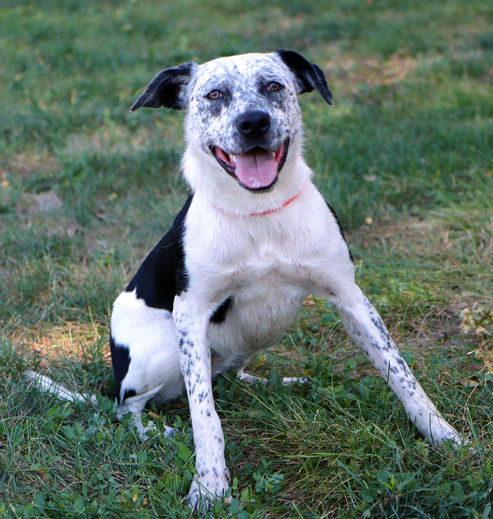 Enlarge Stevie Dee, a Adoptable mixed breed in Kansas City, MO image 3/3