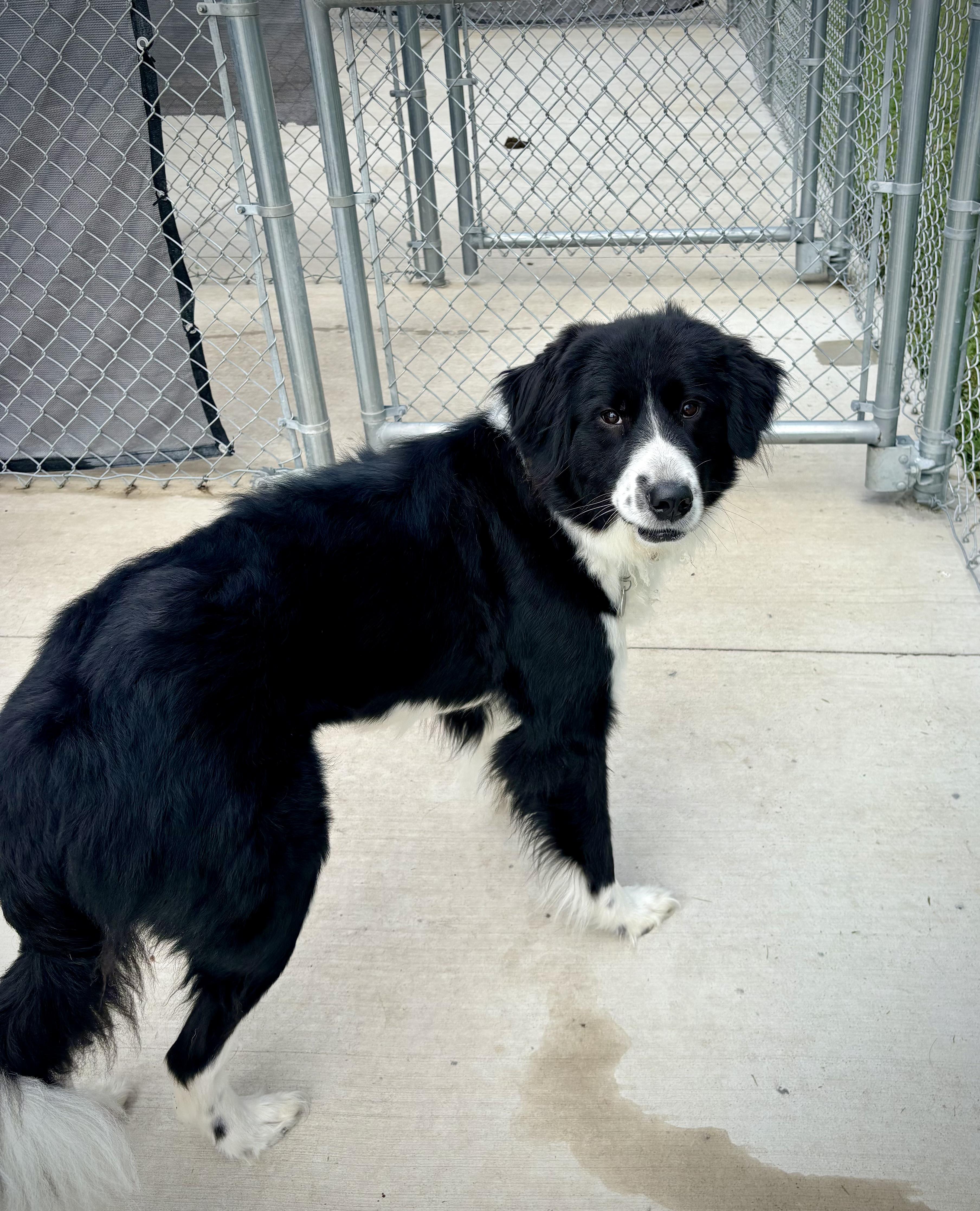 Enlarge Sammie, a Adopted mixed breed in Kalamazoo, MI image 2/5