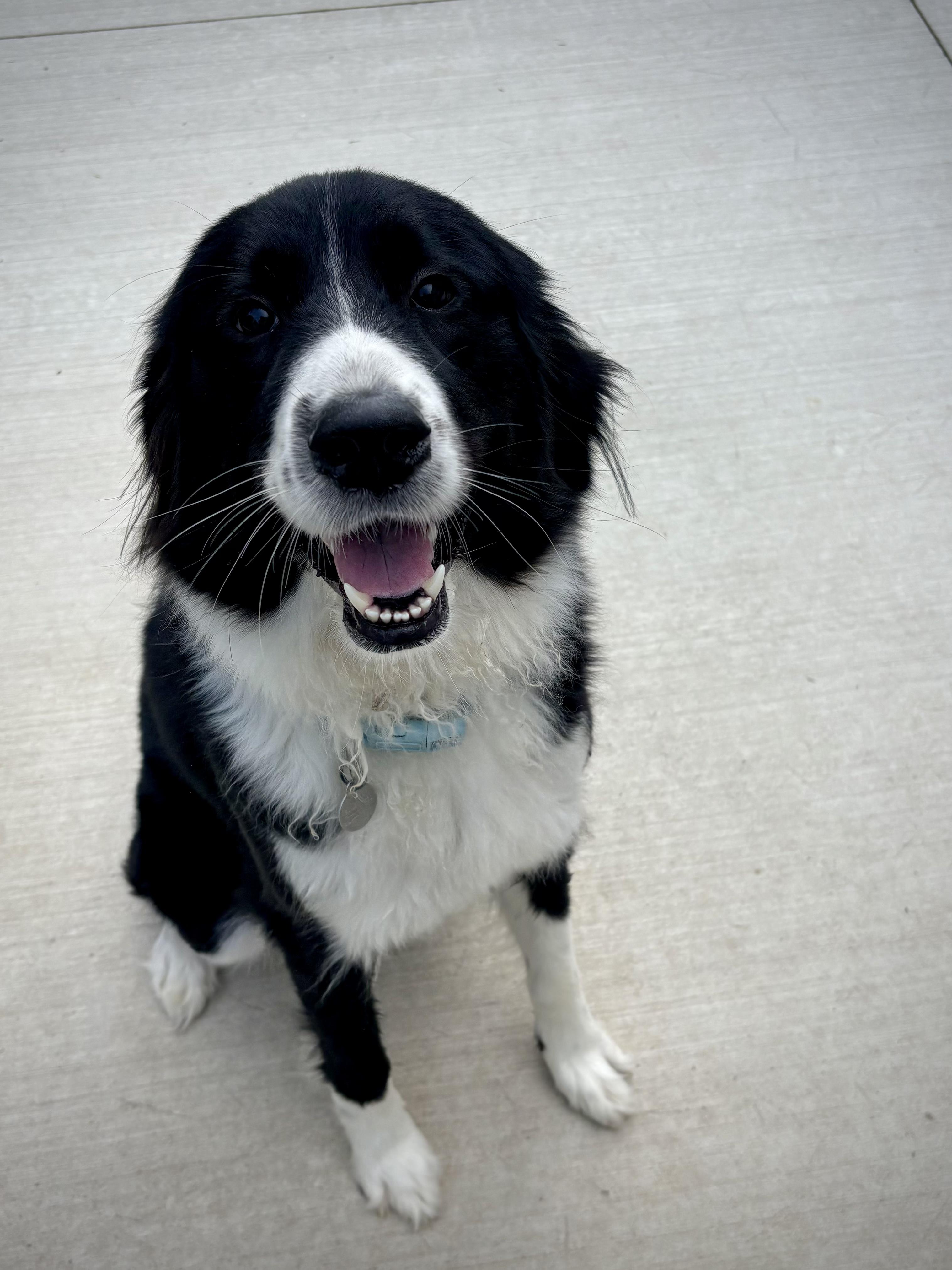 Sammie, Adopted, Young Female Border Collie & Great Pyrenees.