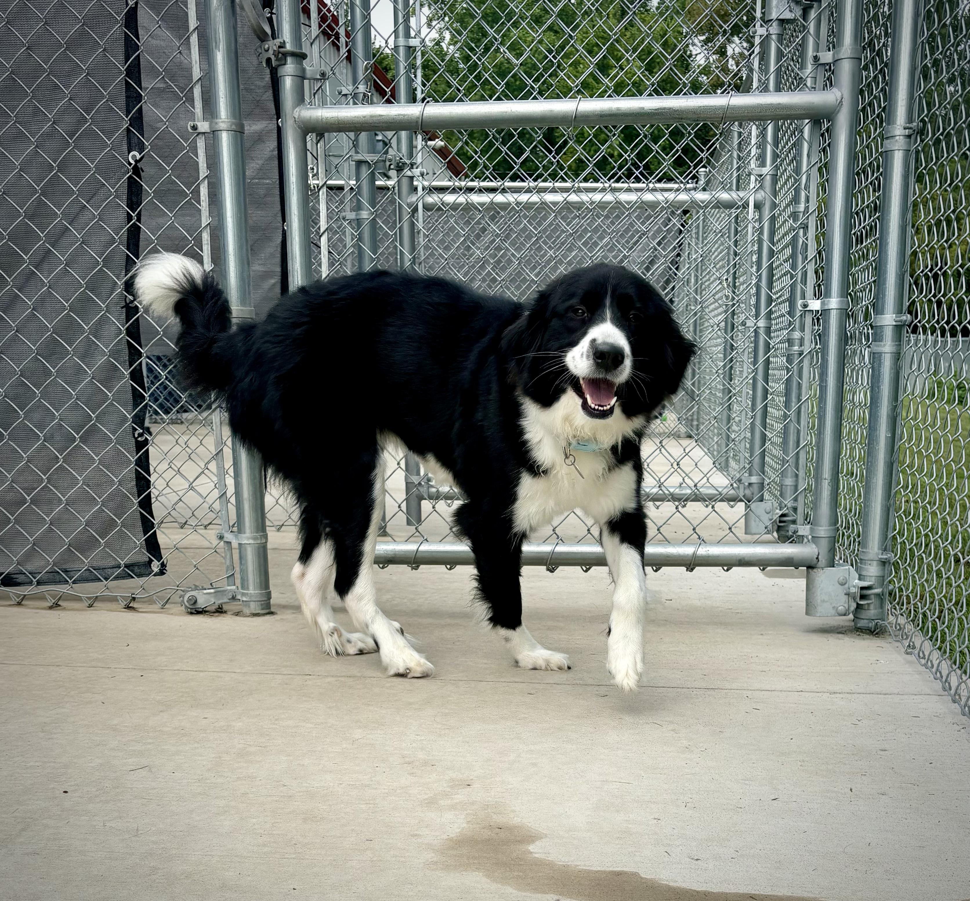 Enlarge Sammie, a Adopted mixed breed in Kalamazoo, MI image 3/5