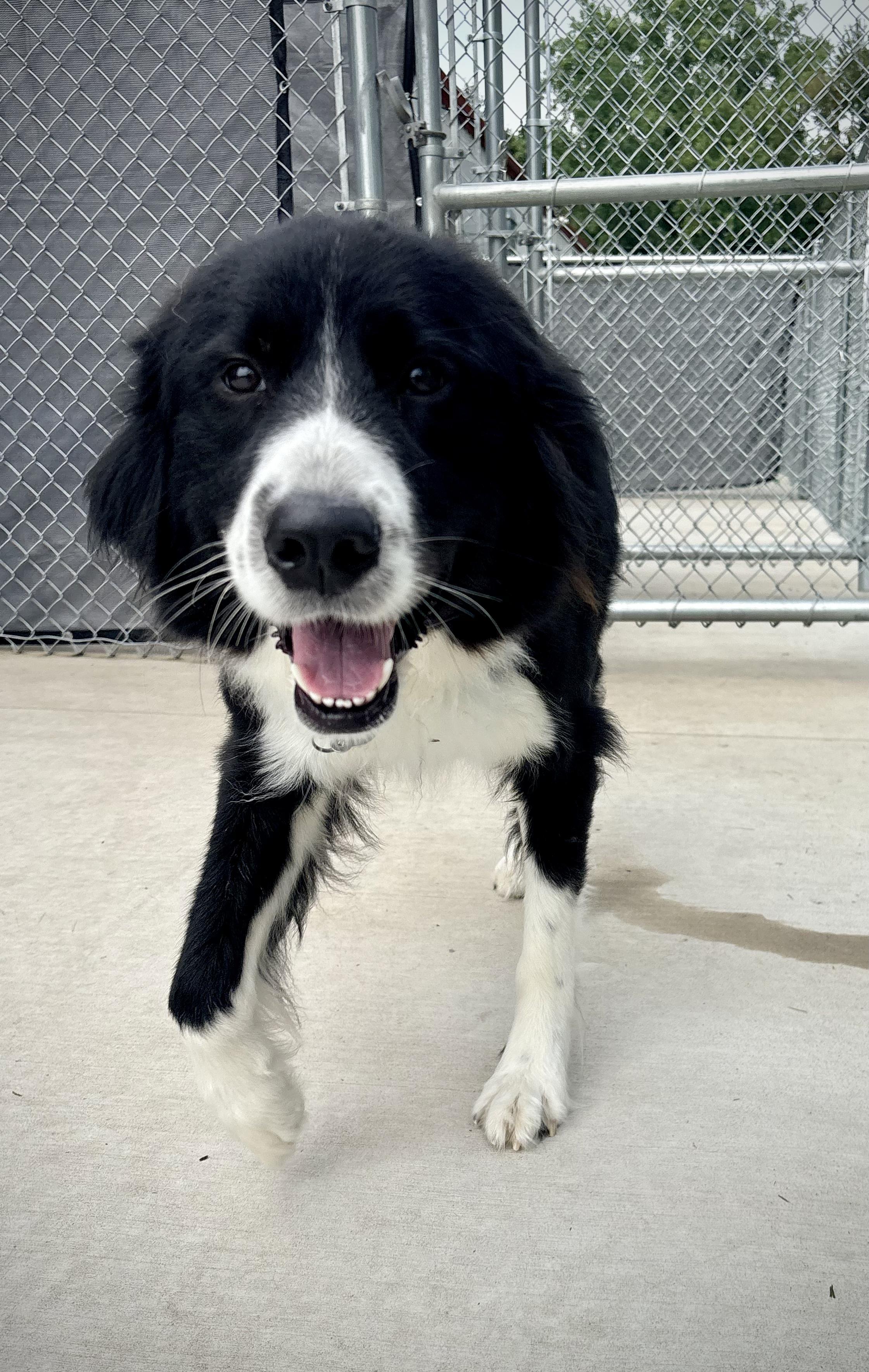 Enlarge Sammie, a Adopted mixed breed in Kalamazoo, MI image 5/5