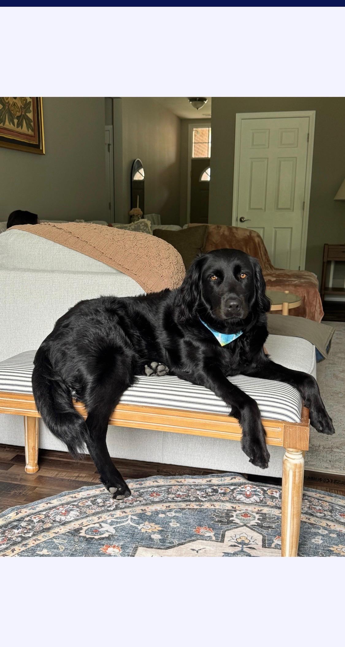 Enlarge Moon, an adopted mixed breed in Farmington , MI image 5/5