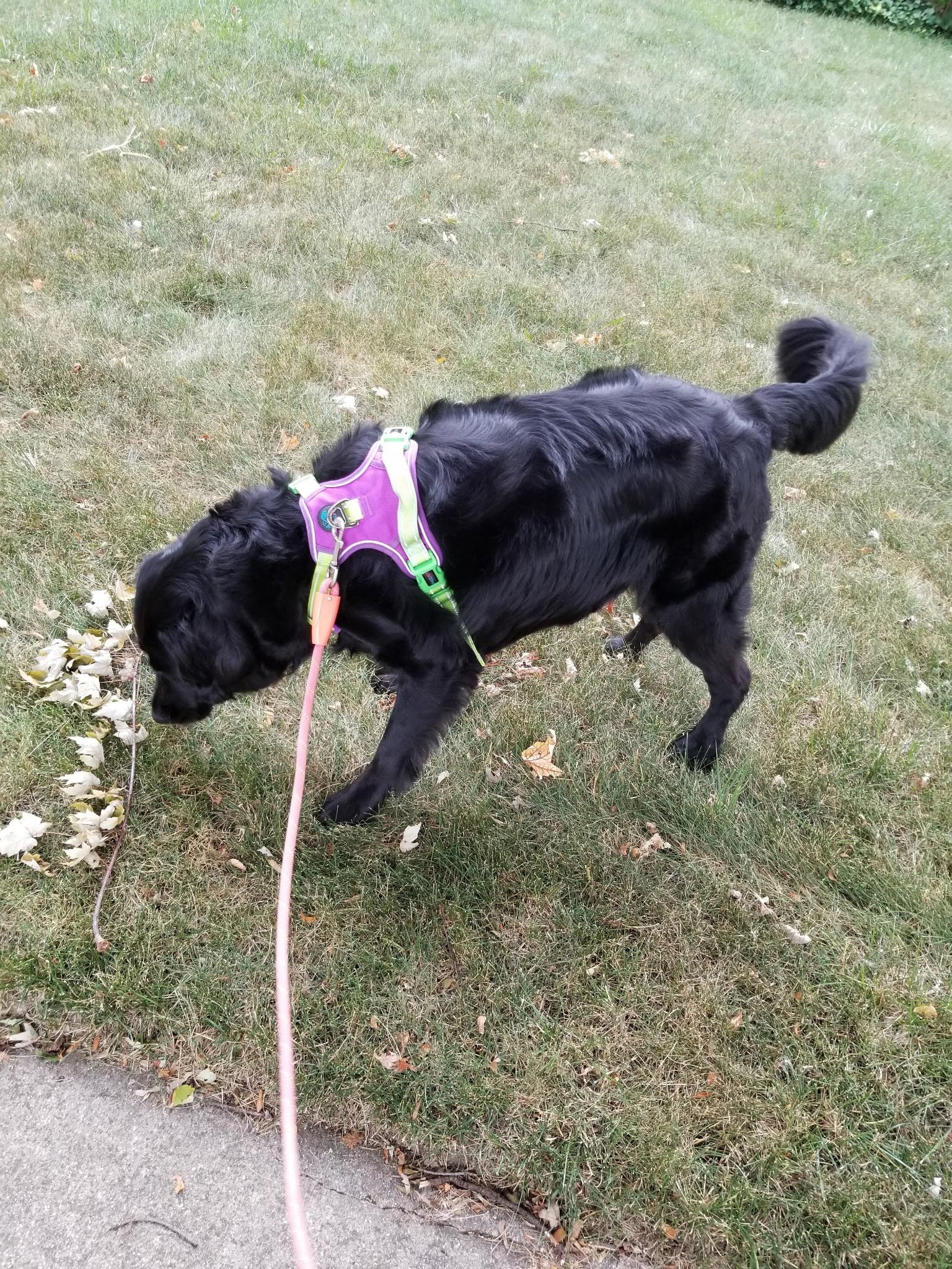 Enlarge Moon, an adopted mixed breed in Farmington , MI image 2/5