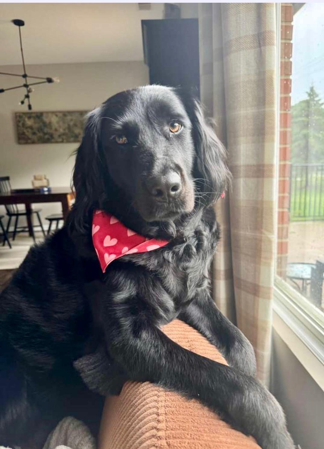Moon, adopted, Adult Female Black Labrador Retriever & Golden Retriever.