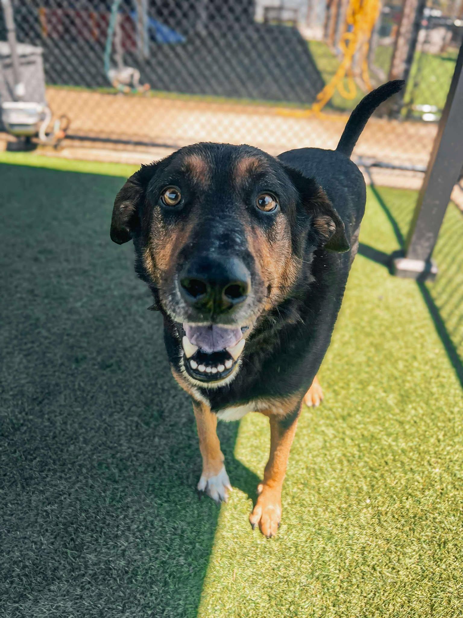 Buddy Love, Adoptable, Adult Male German Shepherd Dog & Coonhound.
