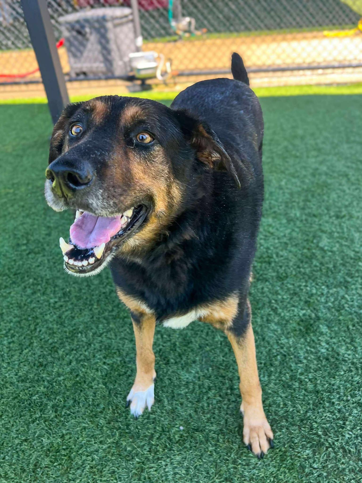Buddy Love, a Adoptable mixed breed in Richmond, KY image 5/6