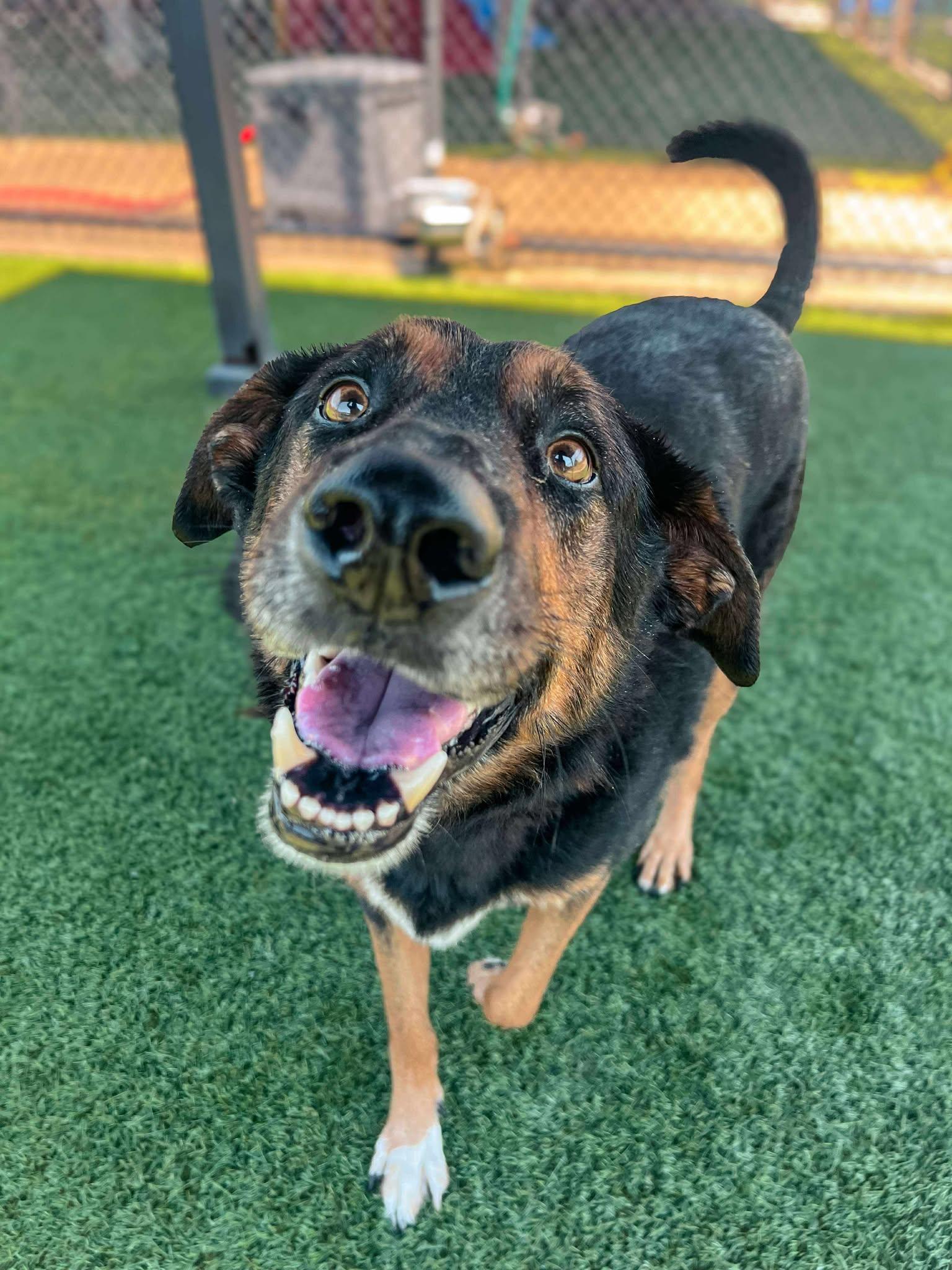 Buddy Love, a Adoptable mixed breed in Richmond, KY image 3/6