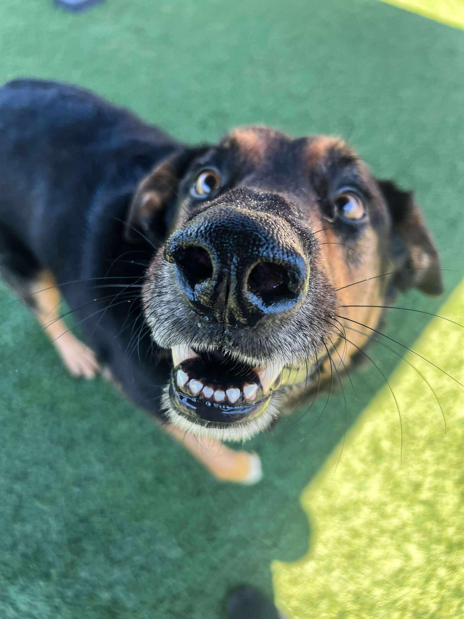 Buddy Love, a Adoptable mixed breed in Richmond, KY image 4/6
