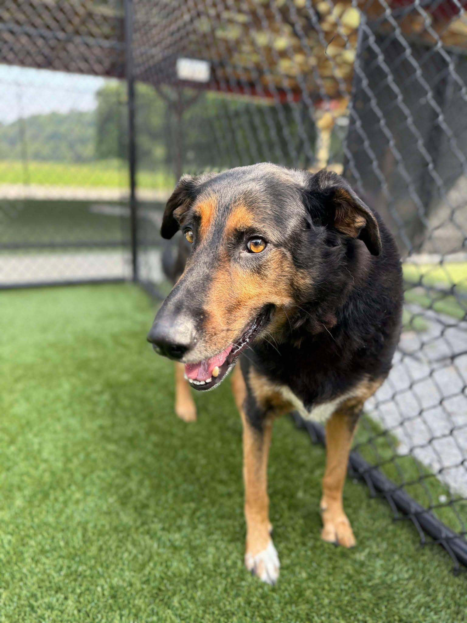 Buddy Love, a Adoptable mixed breed in Richmond, KY image 2/6
