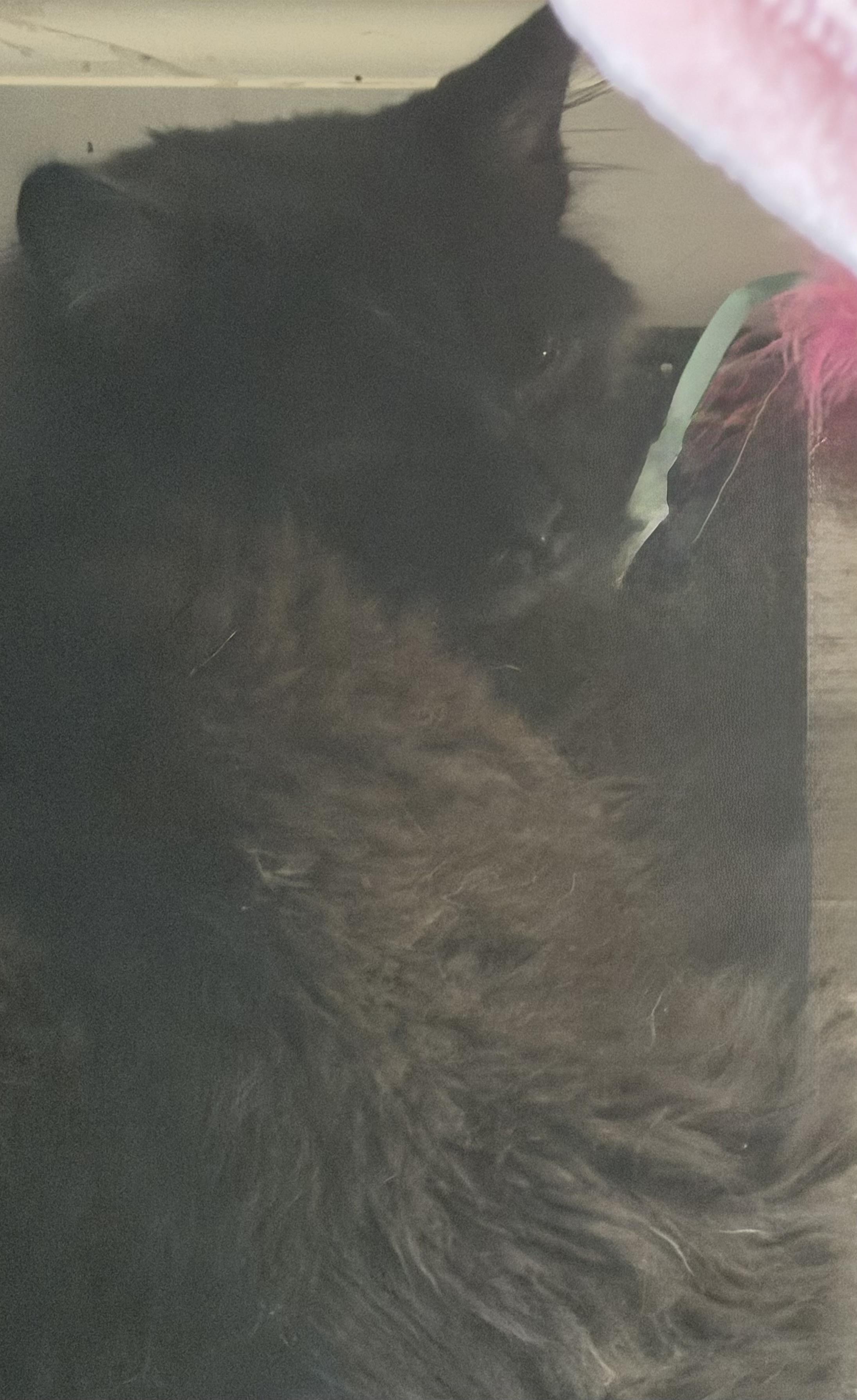 Enlarge Crackle, a ADOPTABLE Domestic Long Hair in Kirklin, IN image 2/3
