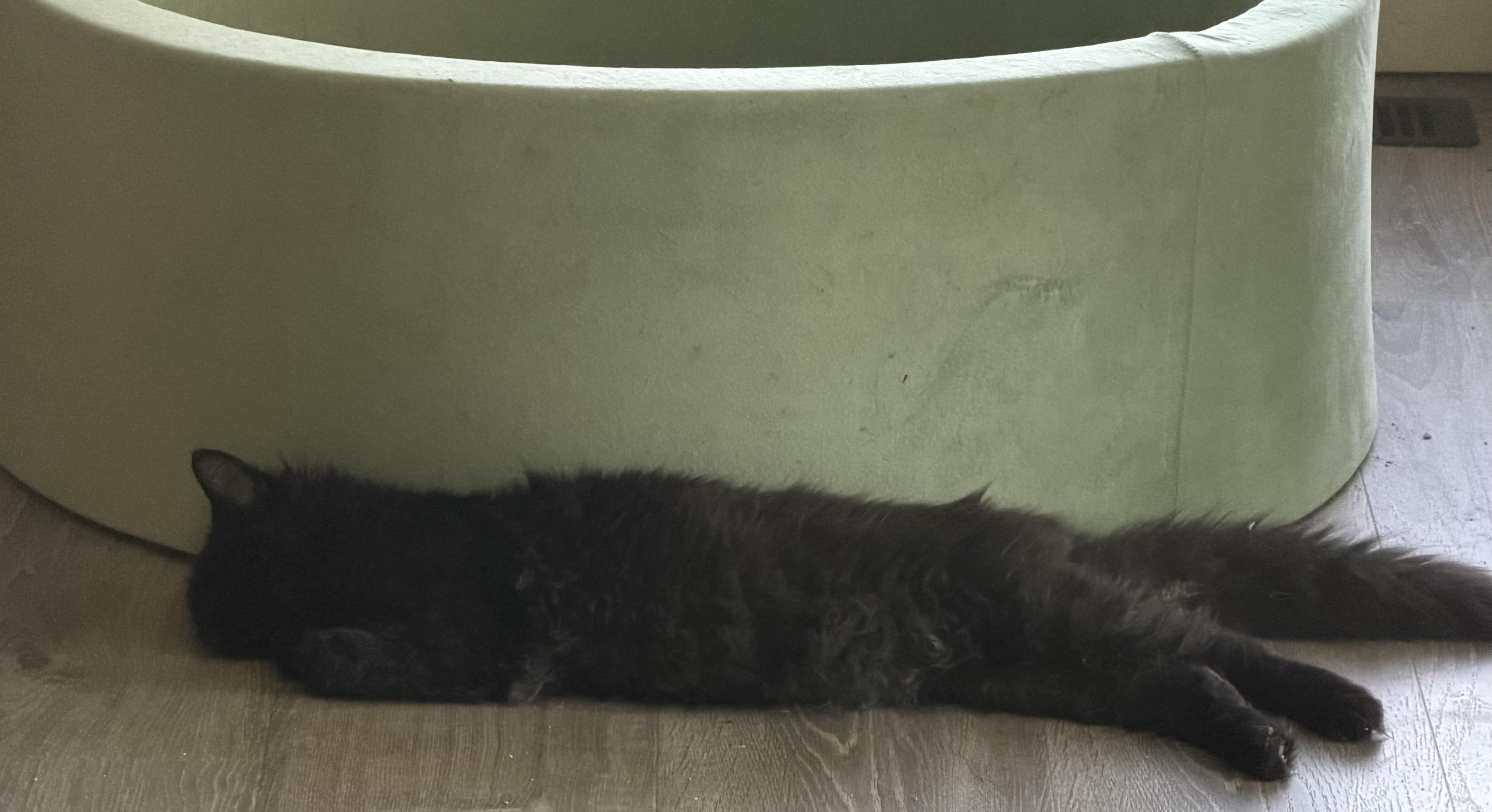 Enlarge Crackle, a ADOPTABLE Domestic Long Hair in Kirklin, IN image 3/3