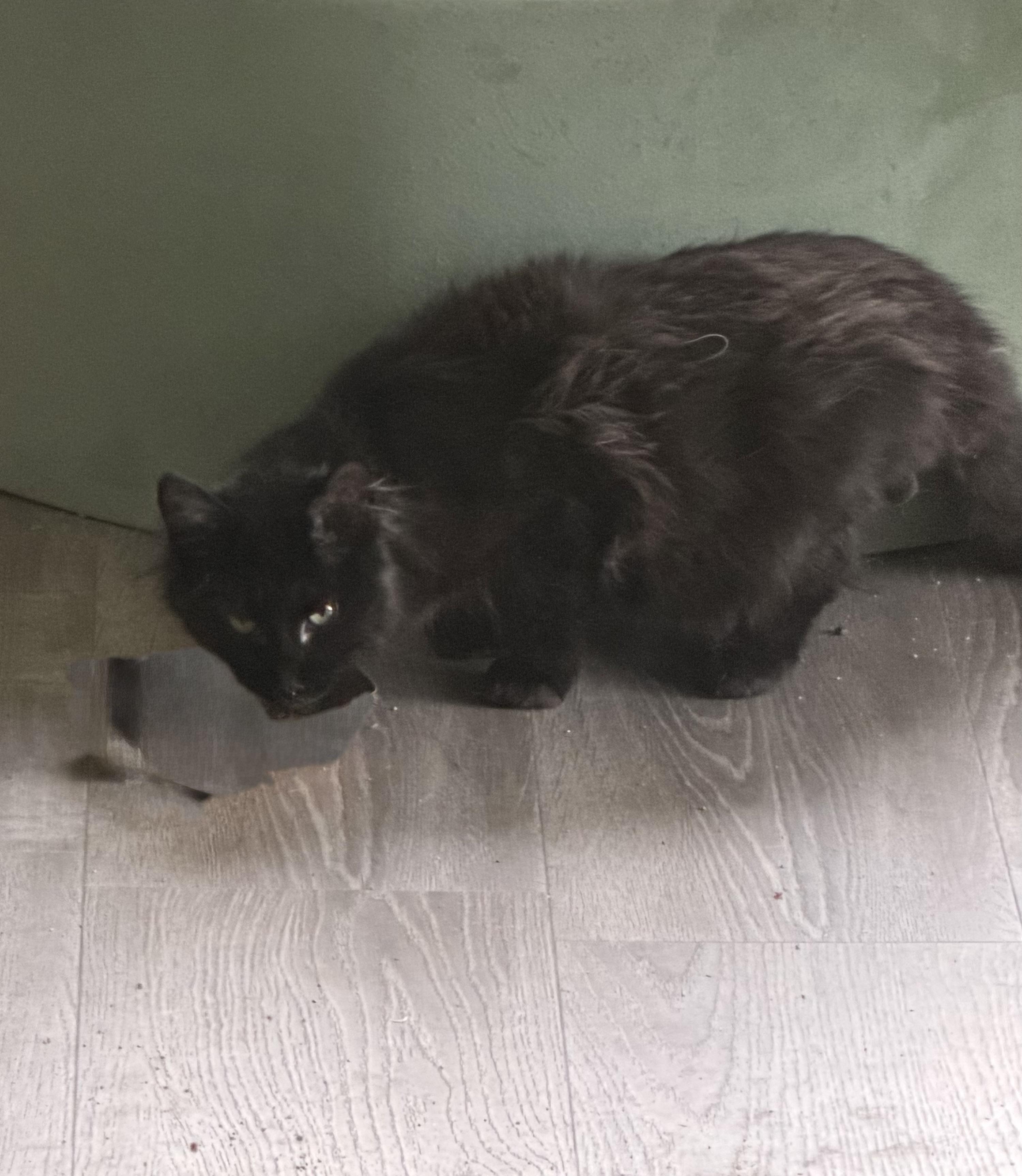 Crackle, ADOPTABLE, Kitten Male Domestic Long Hair.