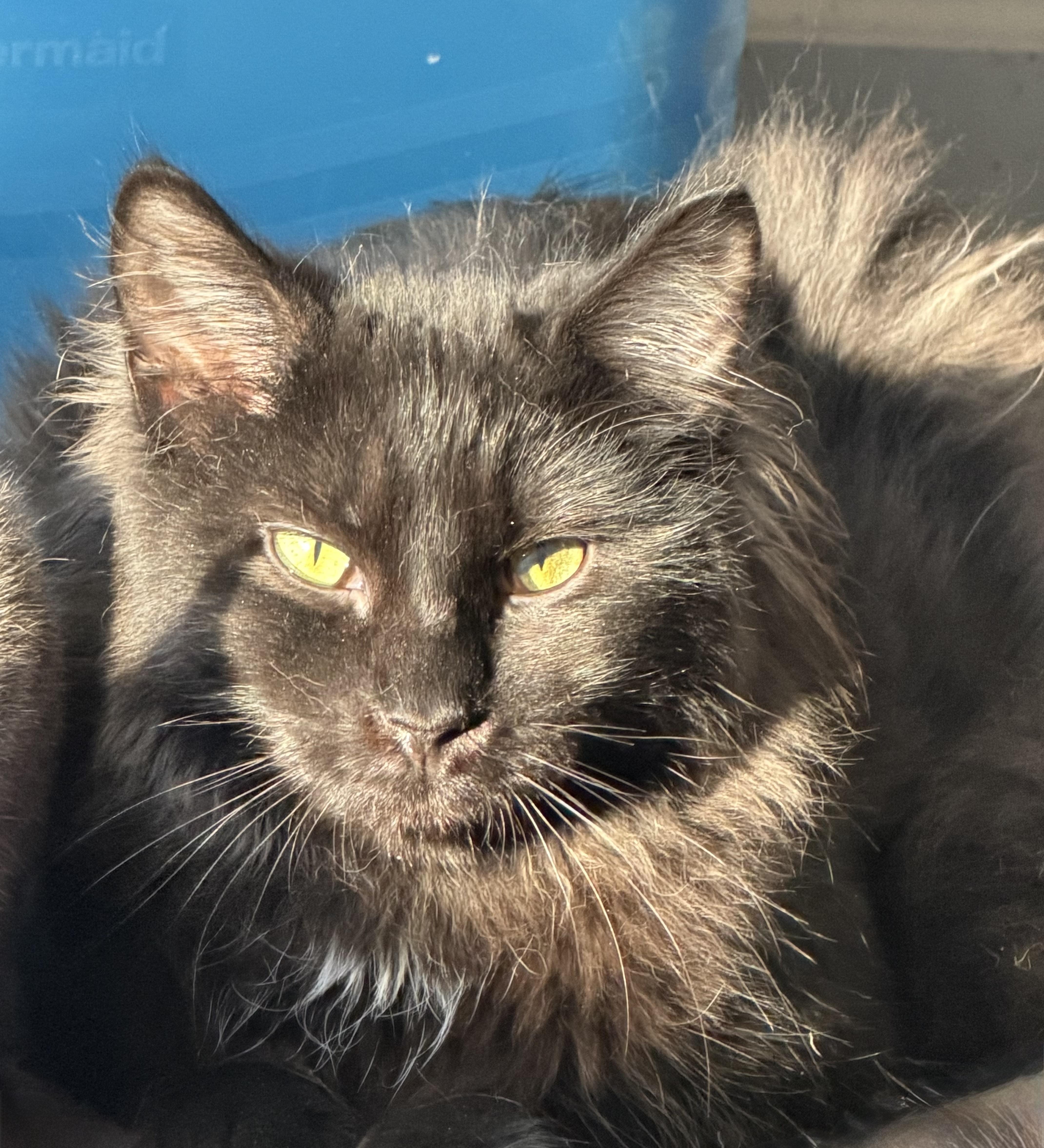Enlarge Crackle, a ADOPTABLE Domestic Long Hair in Kirklin, IN image 1/5
