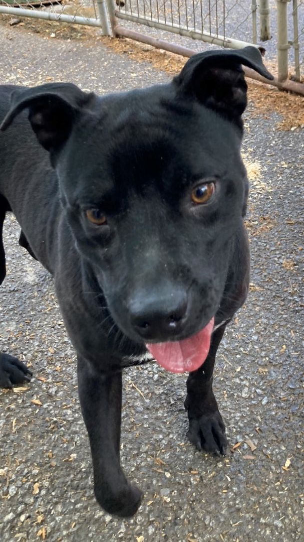 Enlarge King, a Adoptable mixed breed in Silver Spring, MD image 1/2