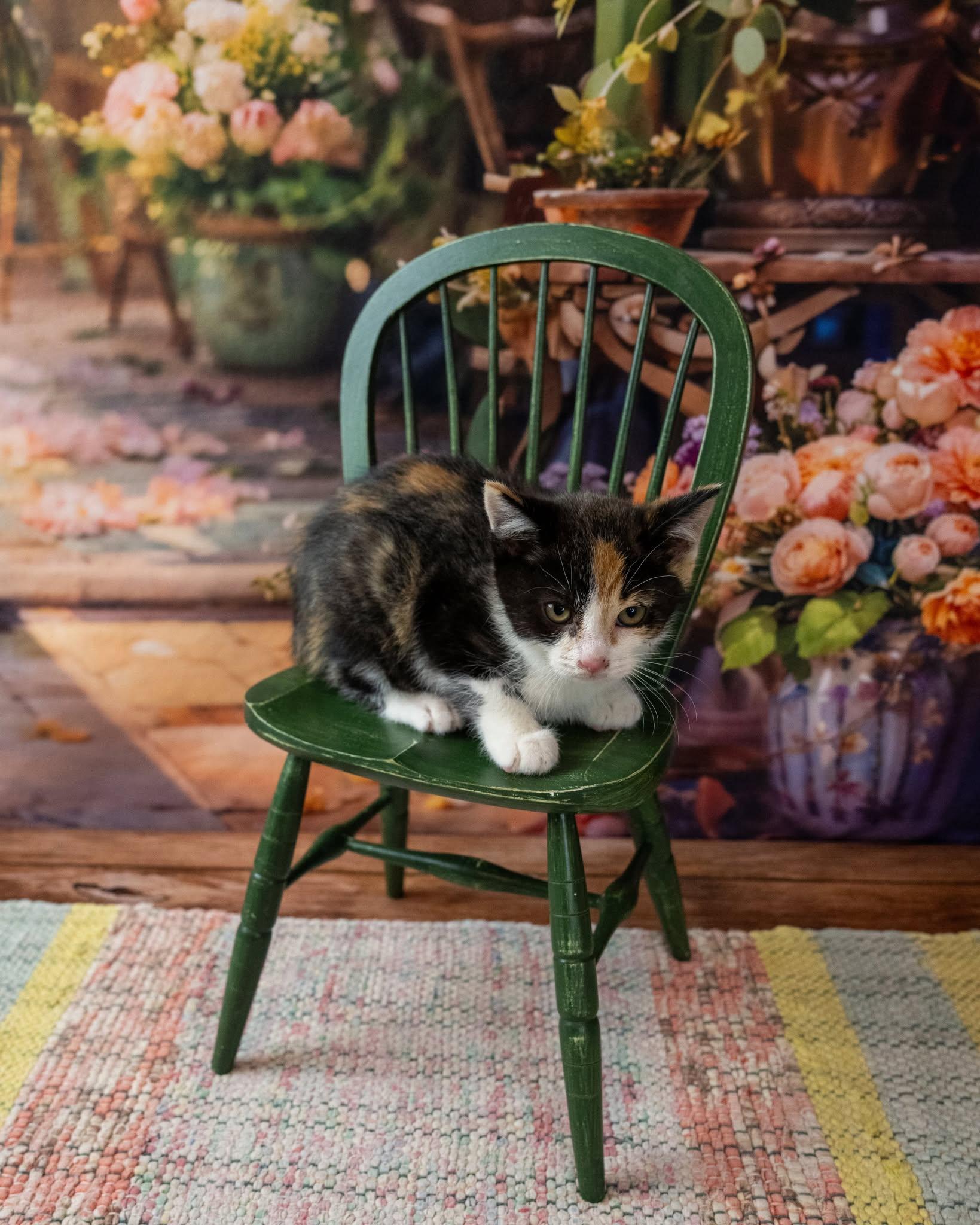 Enlarge Lilo, an adopted Domestic Short Hair in Lapeer, MI image 1/5