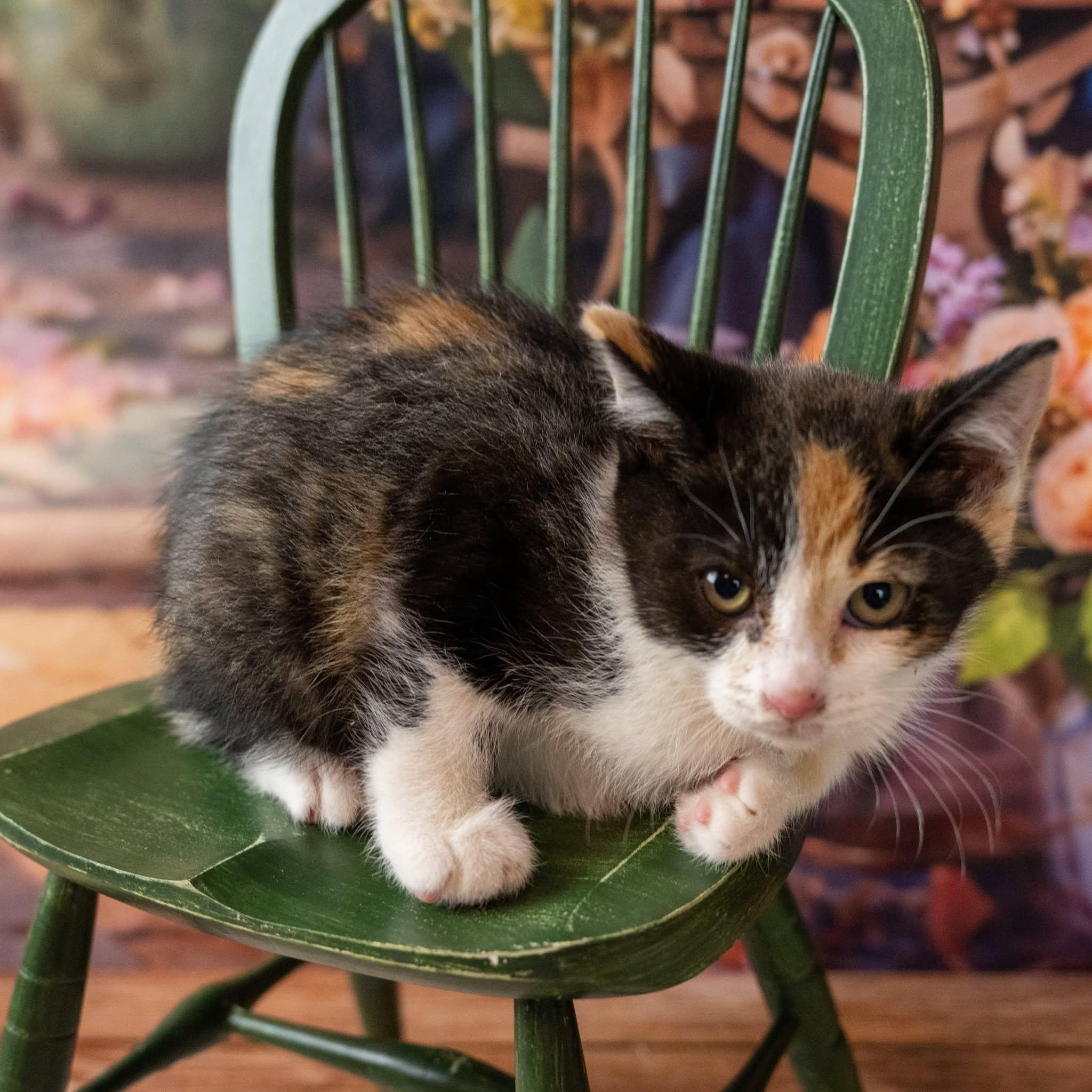 Enlarge Lilo, an adopted Domestic Short Hair in Lapeer, MI image 2/5