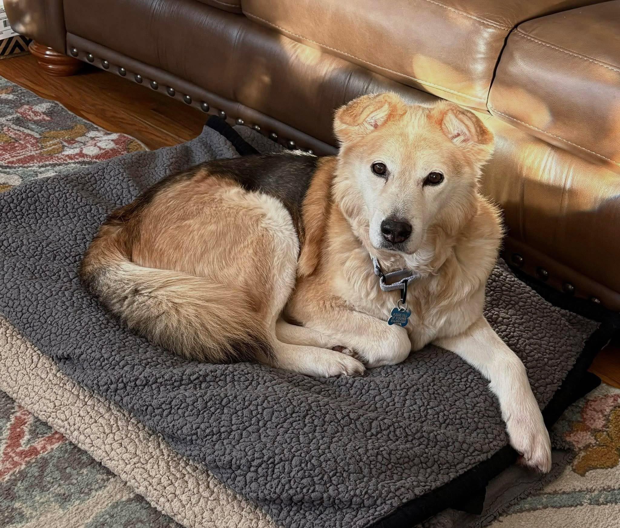 Shyviea, ADOPTABLE, Senior Female Shepherd.